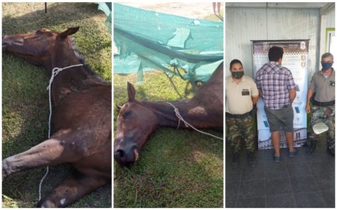 Rescataron un caballo malherido y aprehendieron a un sospechoso por maltrato animal