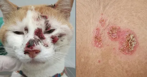 Alerta por una enfermedad cut&aacute;nea en felinos y personas: realizar&aacute;n controles y toma de muestras en un barrio