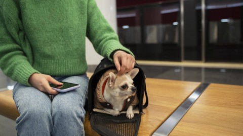 Se podr&aacute;n trasladar animales dom&eacute;sticos en micros y trenes de larga distancia de jurisdicci&oacute;n nacional