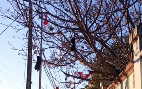 Curiosidad: sorpresa por lo que encontraron colgando de un árbol en la puerta de un jardín céntrico