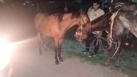 Recuperaron dos caballos recientemente robados en General Rodríguez: uno ya estaba vendido