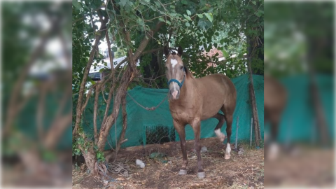 Le desapareci&oacute; el caballo y todo apunta a que se lo robaron: "cada dos por tres pasa en esta zona"