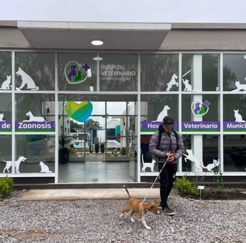 Castraciones en el Hospital Veterinario municipal: días, horarios y requisitos para turnos