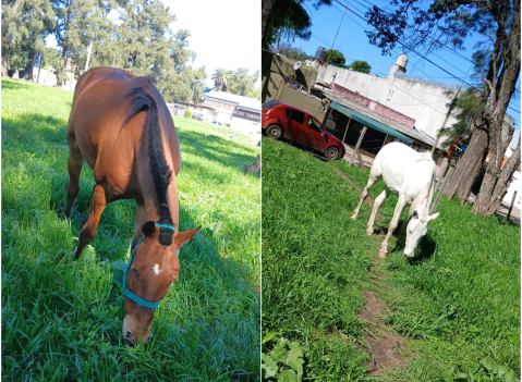 Le desaparecieron sus dos caballos cerca de la planta de Valente (Bimbo): "hay varias versiones"