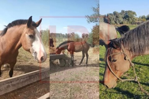 Les robaron tres caballos y un toro en dos episodios ocurridos en menos de dos semanas