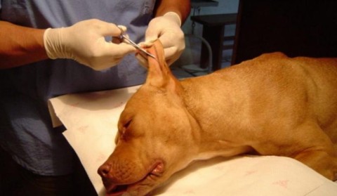 Buscan prohibir las mutilaciones por estética en animales dentro de la Provincia