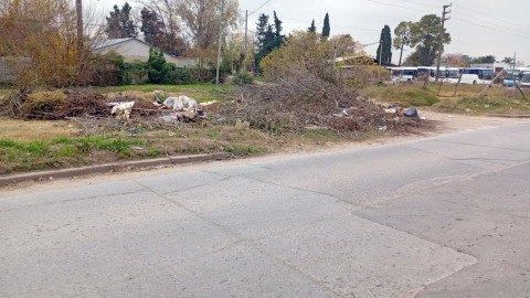 Otra importante avenida con microbasurales y "miniselvas"
