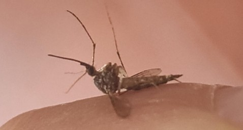 Dengue: Este martes se realizar&aacute; una jornada de limpieza y descacharreo en un barrio de Gral. Rodr&iacute;guez