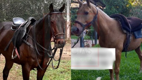 Robaron dos caballos de una finca ubicada en zona rural de General Rodríguez