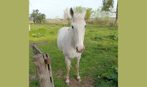 Les robaron el caballo y sospechan de vecinos: "A algunos no les importa y los venden para matarlos o para comer"