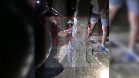 "Queremos frenar los ingresos a frigoríficos de la zona": la denuncia de una ONG local tras un robo