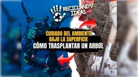 Reciclando Ideas 9: cómo trasplantar un árbol, el cuidado de la naturaleza marina y más
