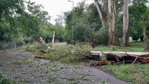 Cuidado con los árboles: advertencia en General Rodríguez por riesgo de caída de árboles
