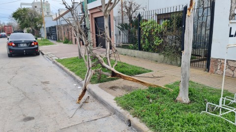 Camionero se metió en el centro con un semi, destrozó un árbol y ni se detuvo