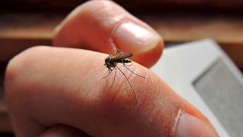 Dengue: aunque sigue en situación de "brote", los números son esperanzadores en Gral Rodríguez