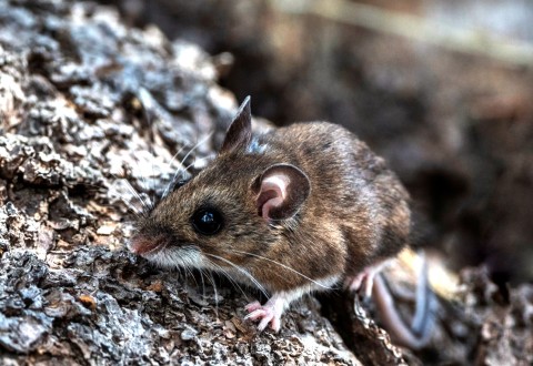 Crece el alerta sanitario en la Provincia por una nueva muerte por Hantavirus