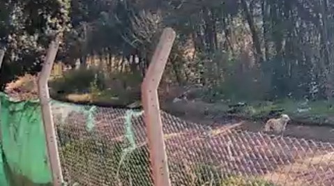 Tensión en un barrio por un vecino que dispara a la calle e hirió a animales: "No mide el peligro"