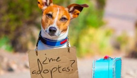 Este jueves habrá jornada de adopción responsable en la Plaza Central