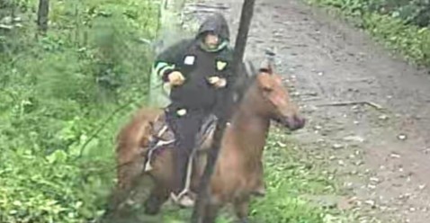 Video: un relincho alertó a vecinos de un robo de cables a caballo en el barrio San Bernardo