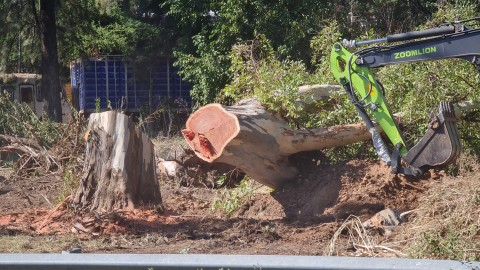 Video: tala y &ldquo;celebraci&oacute;n&rdquo; tras la ca&iacute;da de un eucalipto en el desarrollo inmobiliario de Colectora Norte y Ruta 28