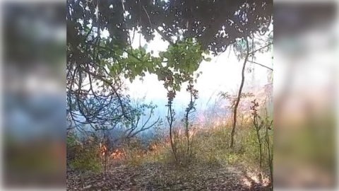 Video: otro incendio forestal en la tarde de este miércoles al que debieron asistir los Bomberos