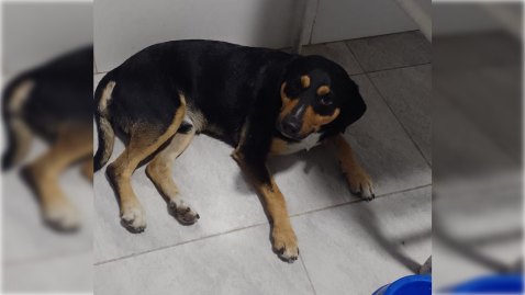 Cómo está el perro que provocó un accidente en Ruta 7 y por el que una joven terminó herida