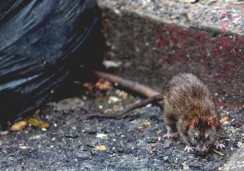 Qu&eacute; es, c&oacute;mo se contagia, cu&aacute;les son los s&iacute;ntomas y c&oacute;mo prevenir el Hantavirus