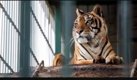 Muri&oacute; Flora, la tigresa que hab&iacute;a sido rescatada del zoo de Luj&aacute;n y llevada a Europa: qu&eacute; fue lo que le pas&oacute;