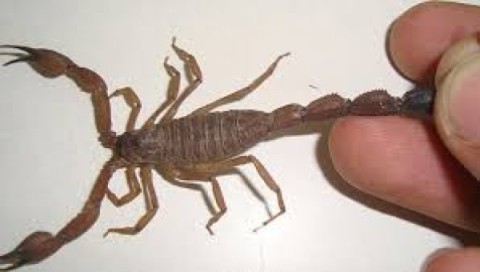 Con la llegada del calor, se renueva el alerta por la presencia de alacranes