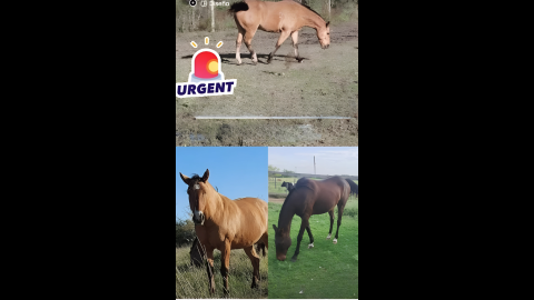 Robaron tres caballos de un campo en Luján pero las pistas conducen a General Rodríguez