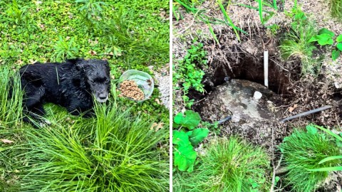 Rescataron a una perra que cayó en un pozo ciego en General Rodríguez