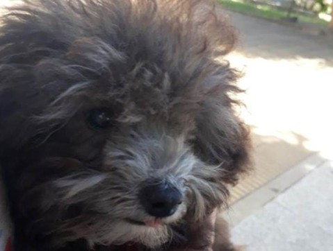 Una vecina busca desesperadamente a su perro de cuatro meses