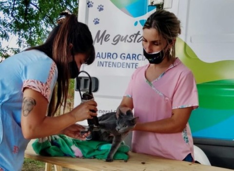 Castración gratuita para perros y gatos: Zoonosis programó una jornada para entregar 300 turnos