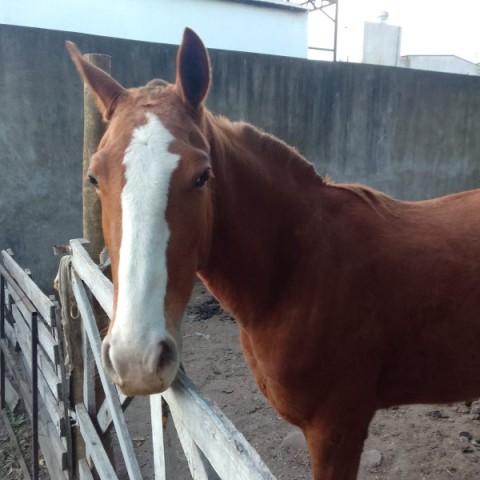 La impotencia de una familia del barrio San Enrique tras el robo de su yegua