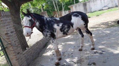 Dejó su caballo atado para ir a trabajar y al volver se lo habían robado