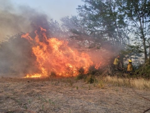 Bomberos comunicaron la preocupación por incendios forestales e intencionales en medio de la ola de calor