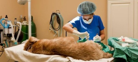 Nueva entrega de turnos para castración de perros y gatos: cuándo y dónde será