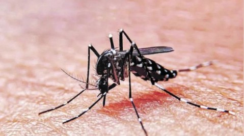 Brote de dengue en el AMBA: hasta cuándo estarán los mosquitos que transmiten la enfermedad