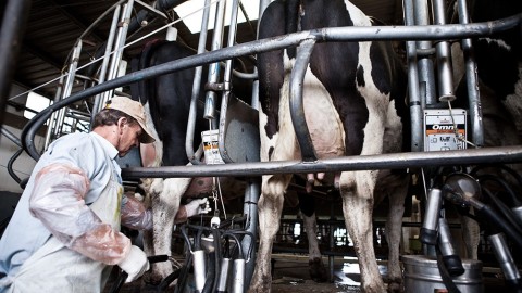 El Gobierno eliminó los reintegros que les hacía a las empresas lácteas por las exportaciones