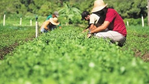 Abren la inscripción a un curso gratuito sobre frutihorticultura: dónde y cómo anotarse