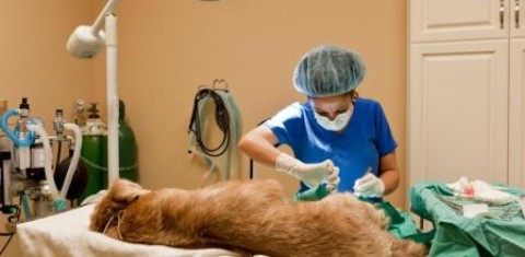 Entregarán 350 turnos para castración gratuita de mascotas: cuándo y dónde presentarse