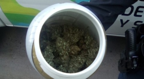 Control de Tránsito detectó un camión de mudanzas que llevaba tres plantas de marihuana