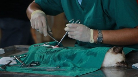 Realizarán una nueva entrega de turnos para castración gratuita de mascotas