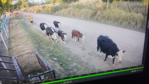 Robó seis vacas, quedó grabado por una cámara y terminó detenido