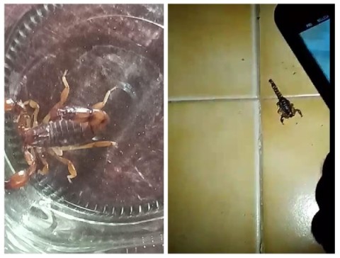 Reportaron alacranes en una casa del barrio Parque Irigoyen