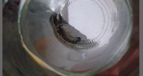 Susto en una vivienda del barrio Parque Joly por la aparición de un alacrán