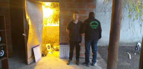 Tenían un cuarto de cultivo de marihuana y terminaron aprehendidos