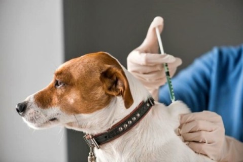 Este jueves se vacunarán y desparasitarán mascotas en un barrio de General Rodríguez