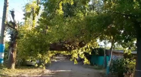 Vecinos reclaman desde hace casi una semana por un árbol caído en barrio Marabó