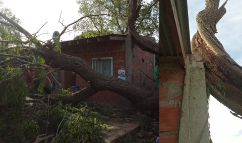 Los fuertes vientos del último jueves terminaron con un arbol sobre su casa